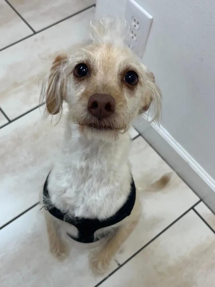 This is a dog sitting for a treat.