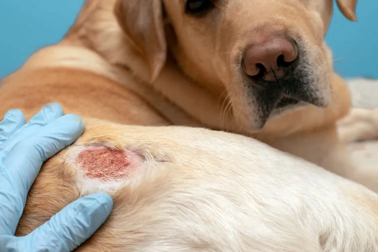 Dog antibiotics best sale for skin infection