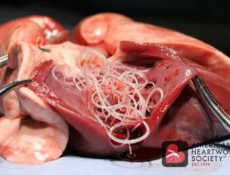 heartworms