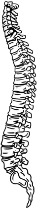 spine_bw_1.png