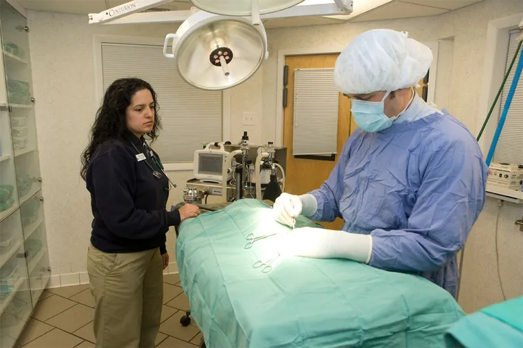 Surgery at Rhinebeck Animal Hospital