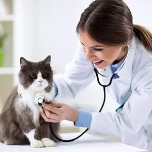 vet listening to a cat's heart