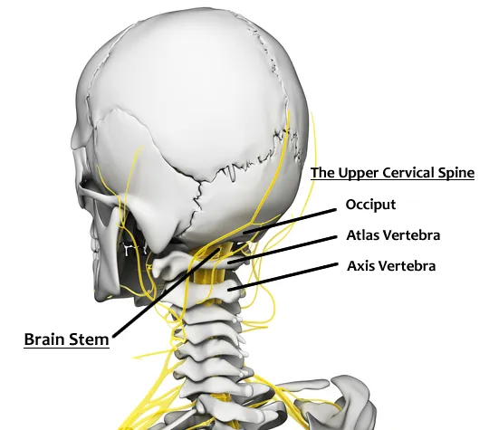 Cervical