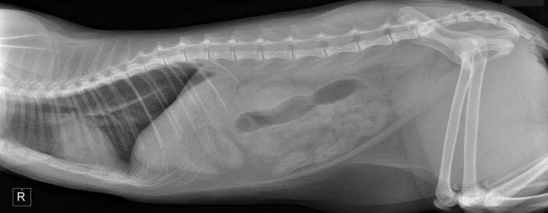 Full body X-rays taken from a young cat