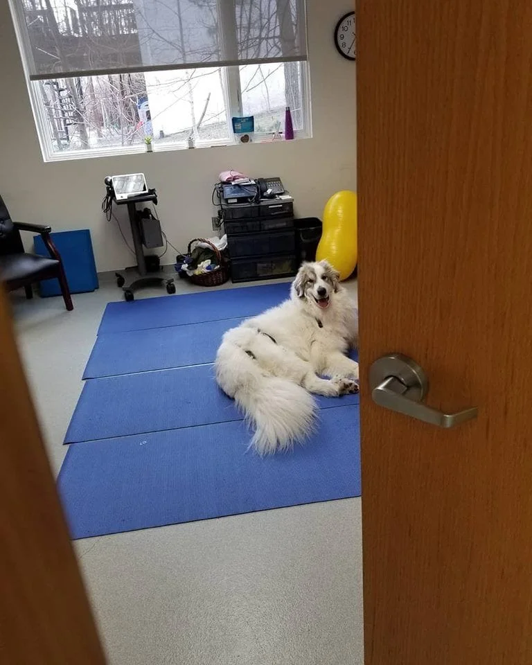 a white dog inside a room