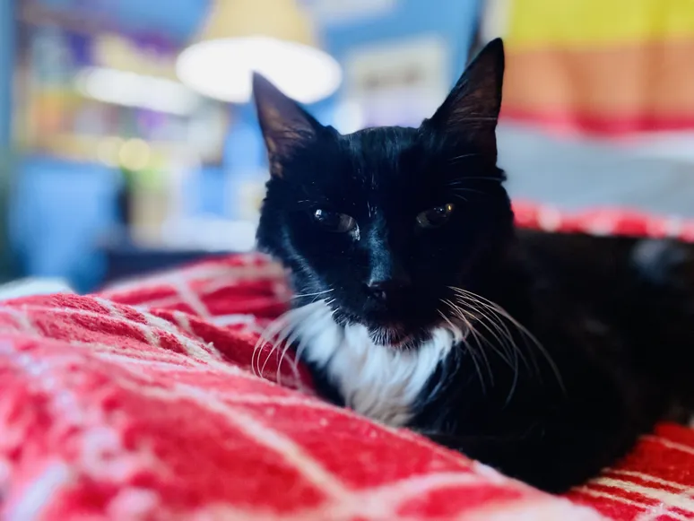 Black and white domestic shorthair cat