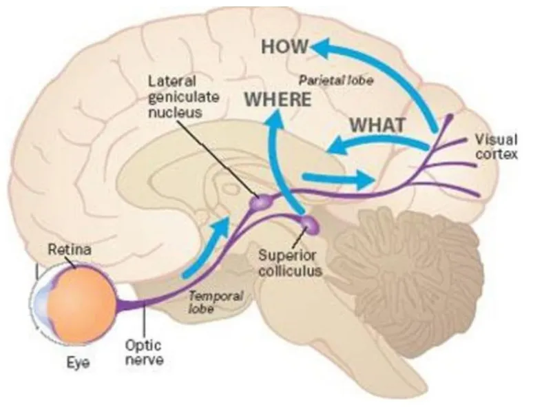 Brain &Visual processing