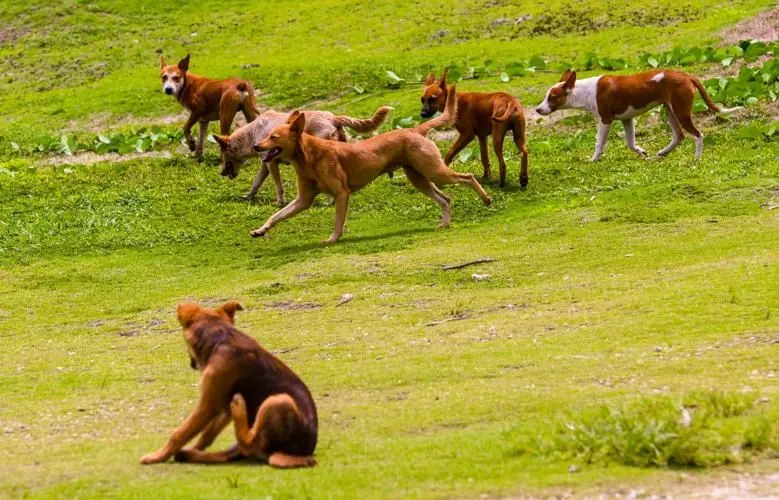 Free-roaming dogs and cats