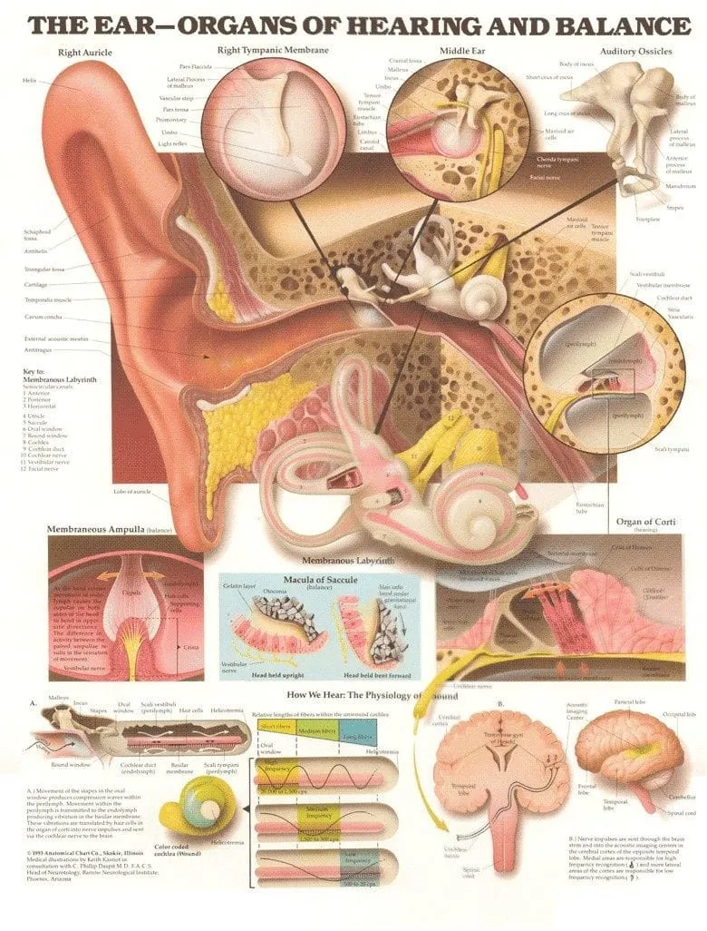 he ear-organs of hearing and balance