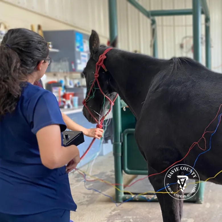 Electroacupunture in a horse 