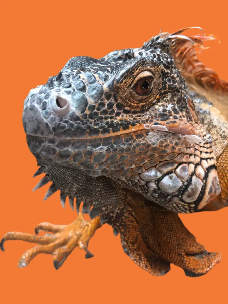 orange iguana