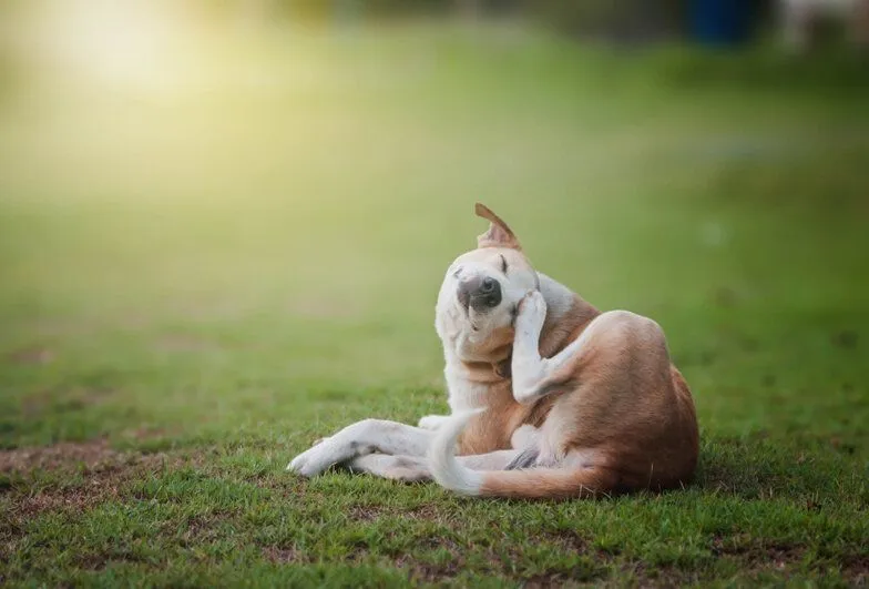 Allergies and Dermatology