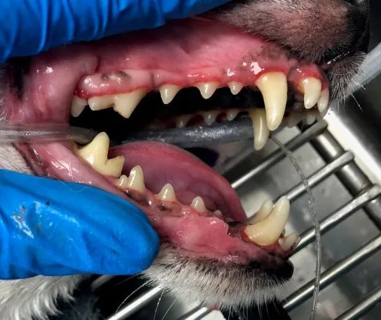 teeth after dental cleaning