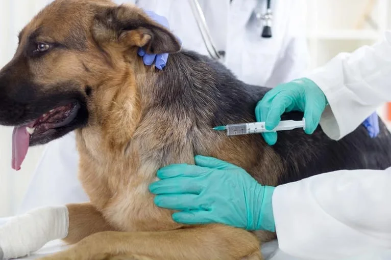 a dog having vaccine