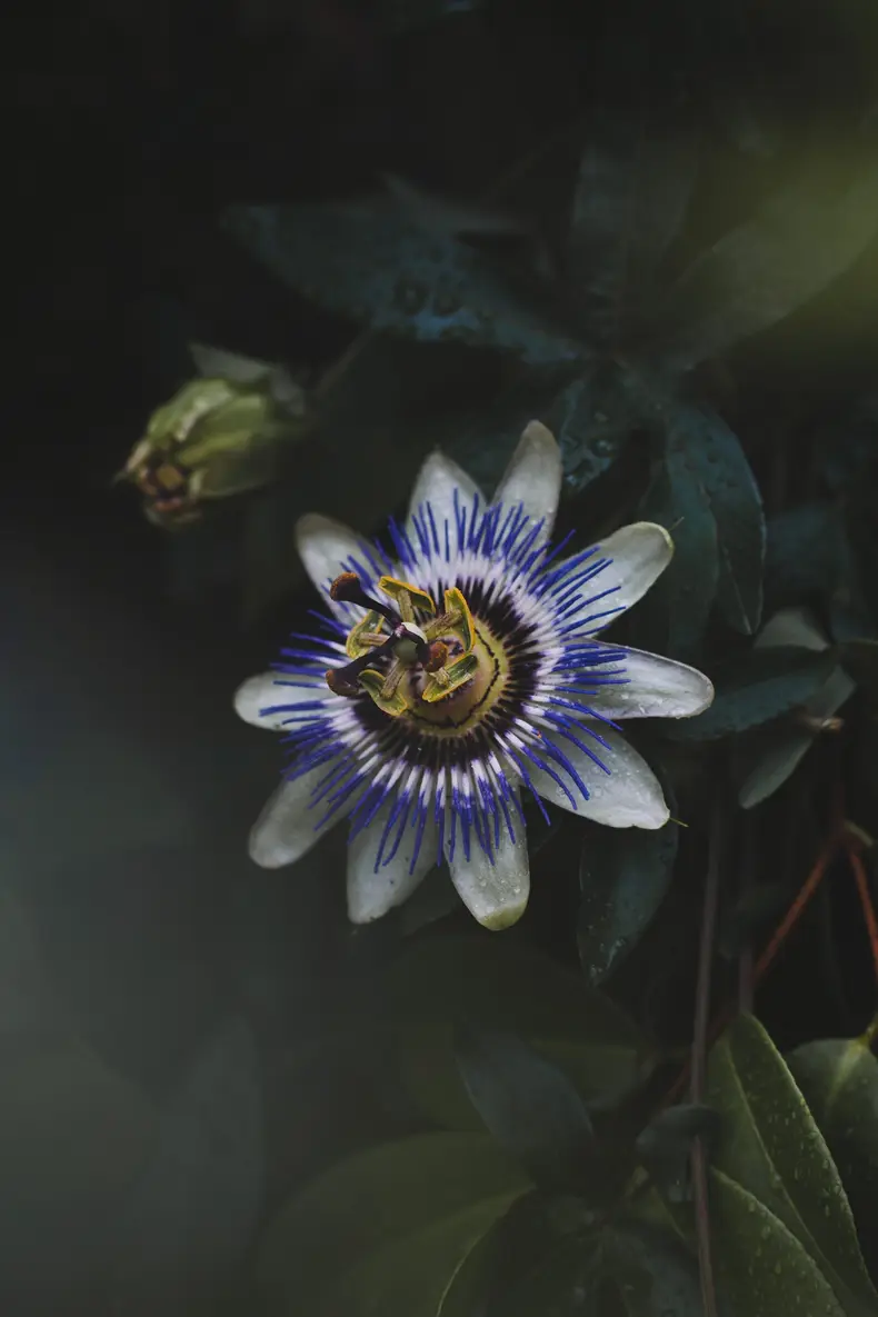 passion flower