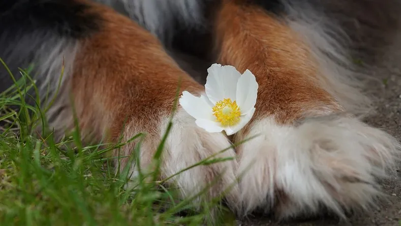 paws holding flower