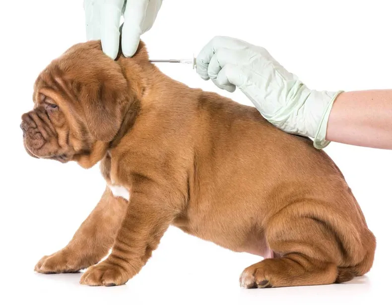 dog vaccination