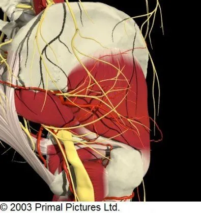 Sciatic_N_and_Piriformis_M_Close_Up.jpg