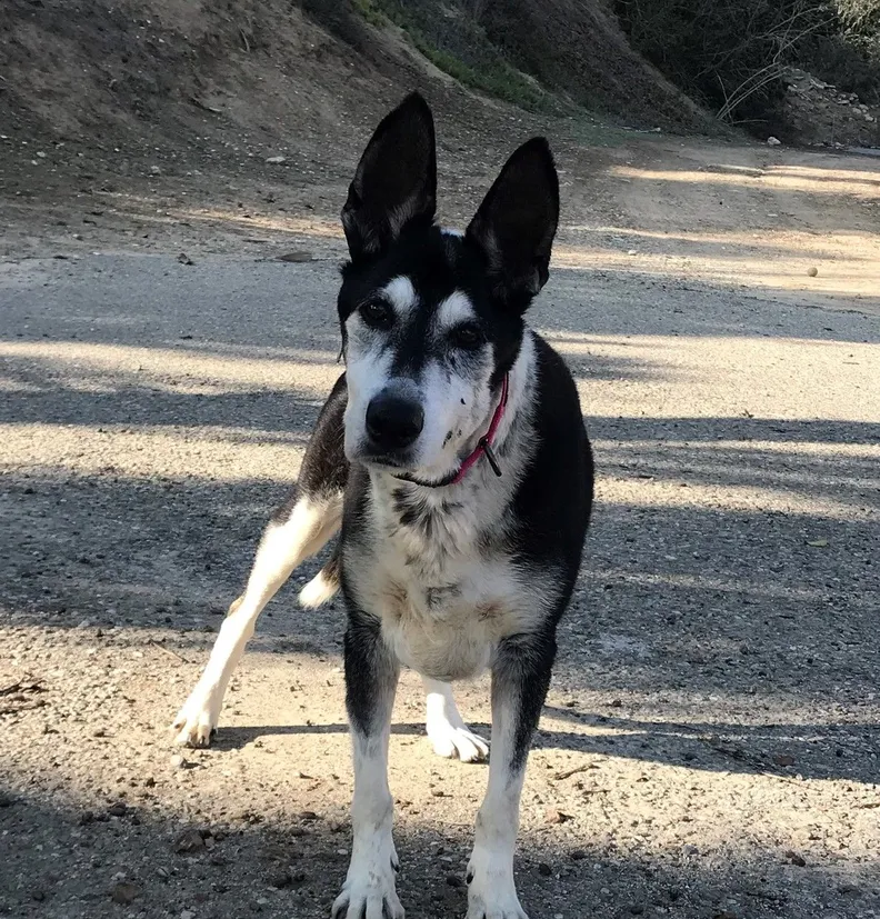 cattledog