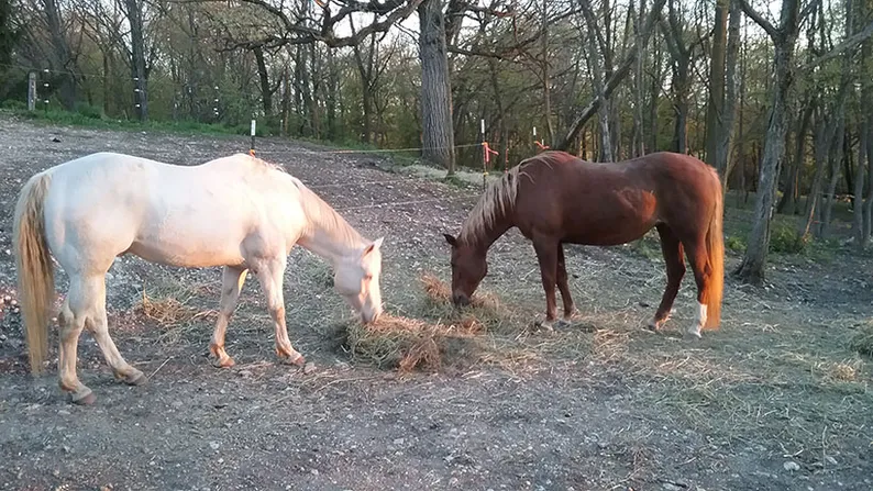 horses