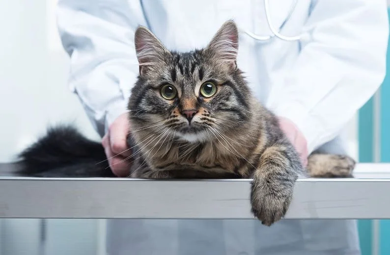 cat laying on a veterinarian's table