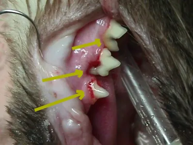 Dental_cavity_1_1.jpg