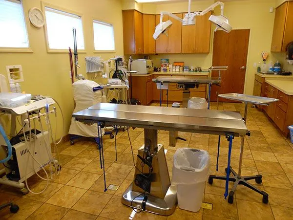 An operation table in Bay Animal Hospital