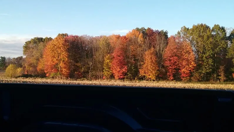 Trees with fall leaves