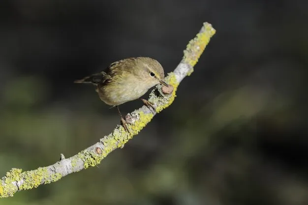 Bird having it's nails filed