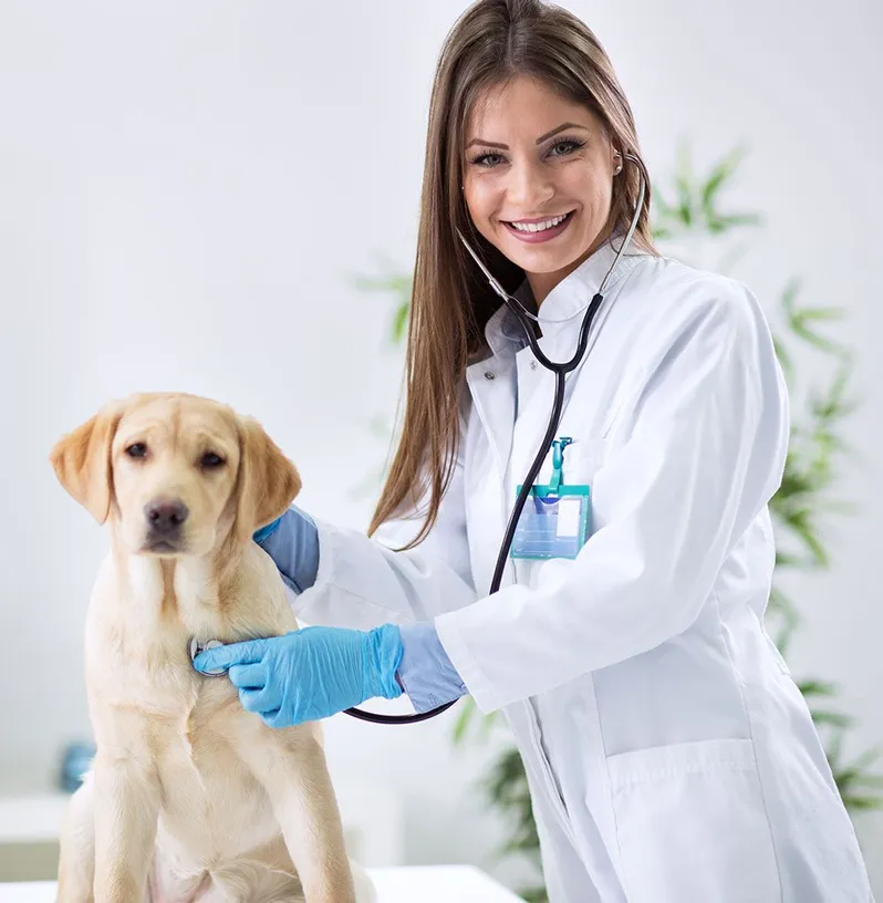 Pet Surgery