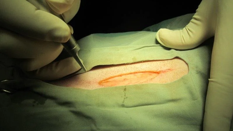 Spay incision with laser (no bleeding)