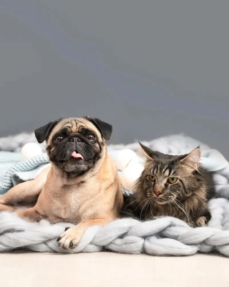 Veterinarian in Loves Park, IL Animal Hospital of Loves Park