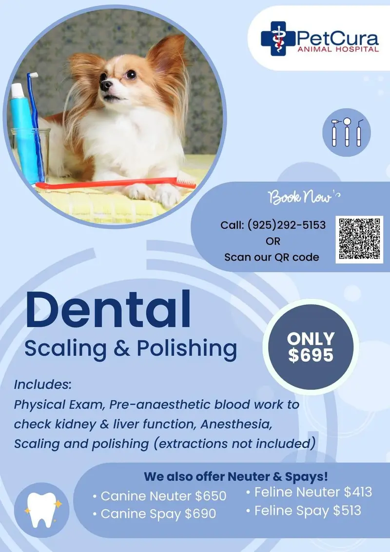 Dental Promo