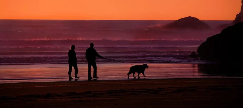 Mature couple walking dog on beach