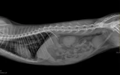 xray1_1.jpg