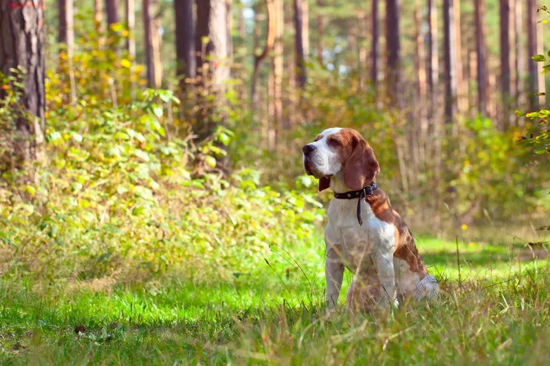 Dog in the woods photo