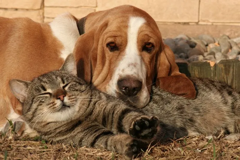 Dog and cat cuddling photo