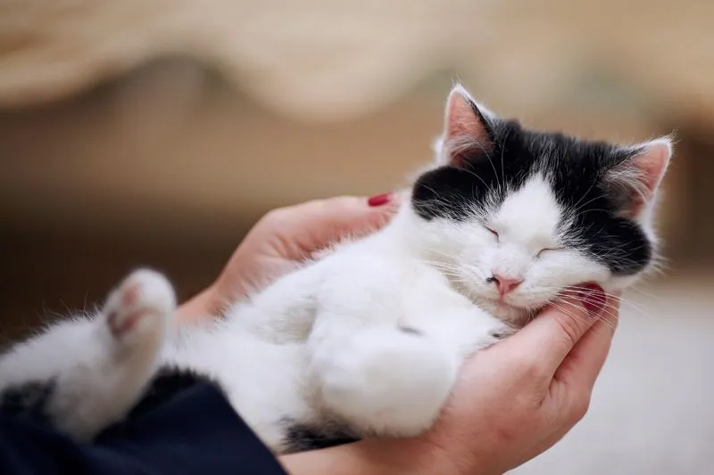 Cat sleeping in woman's hand photo