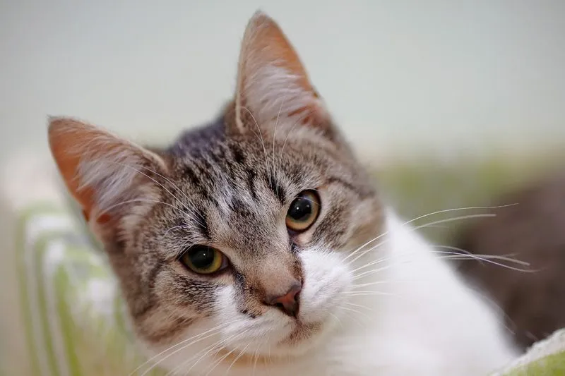 Cat posing for camera photo