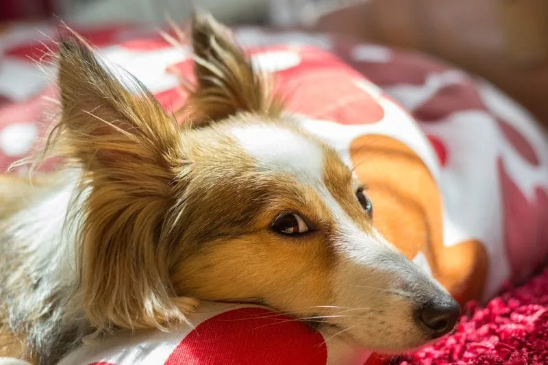 Dog laying on cushion photo