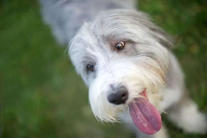 Dog sticking out tongue photo