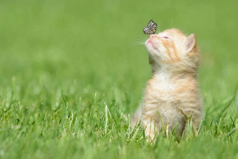 Butterly landing on kitten nose photo