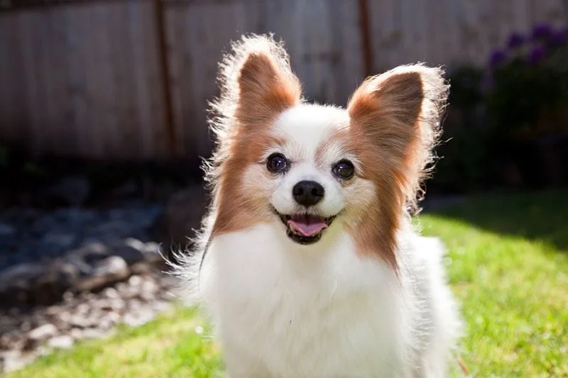 Dog smiling photo