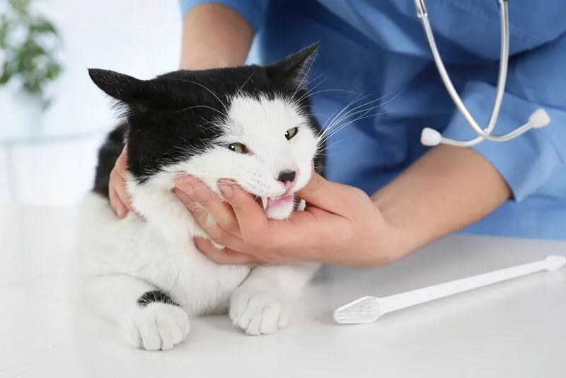 Cat Teeth Cleaning