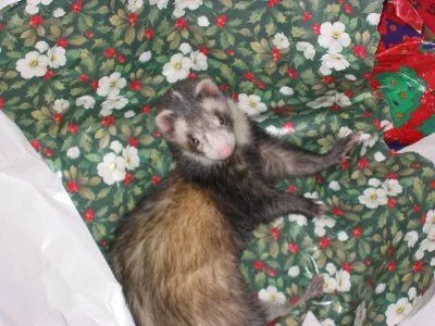 ferret.jpg