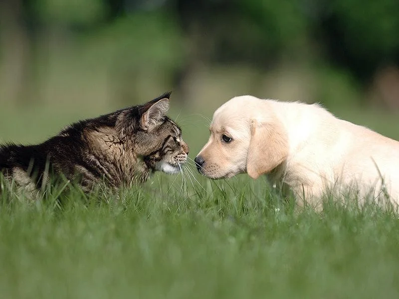 puppy and cat look at each other