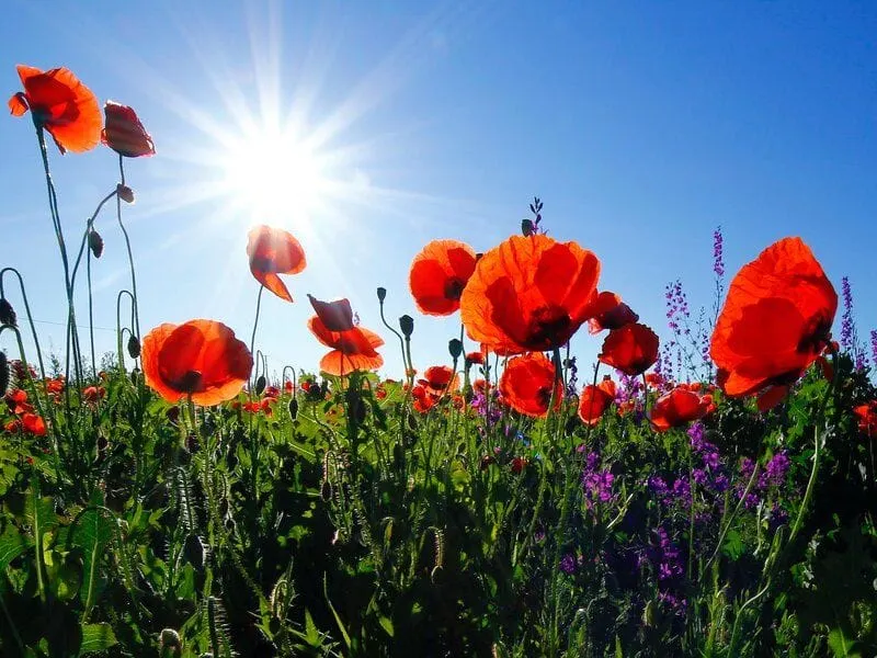 red poppies in a field with sun in the background