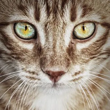cat eyes