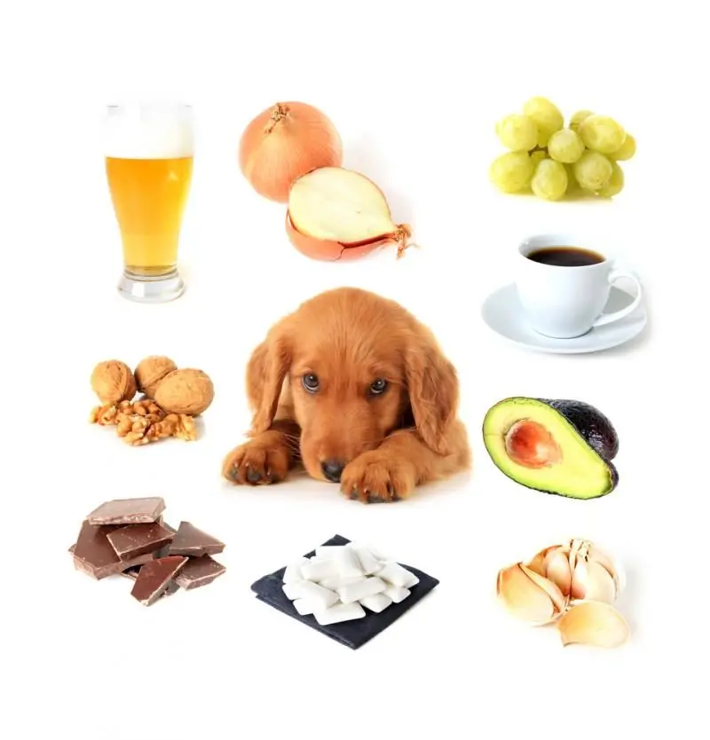 Dog surrounded by poisonous foods