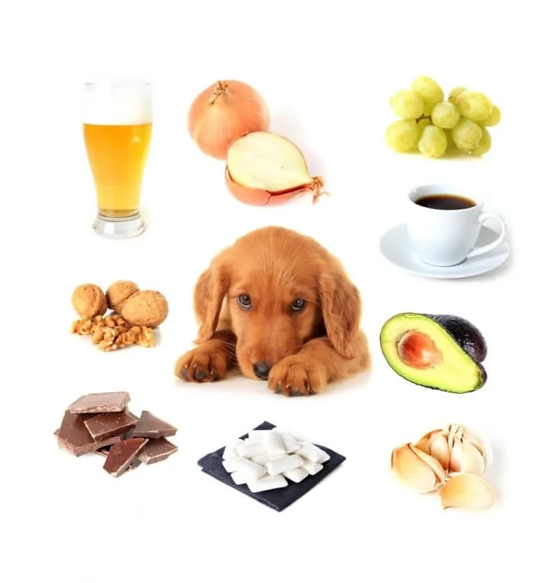 Dog surrounded by poisonous foods